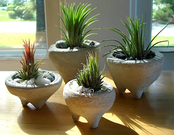 SALE ZEN Mini Concrete Pot Terrarium with Peanut Air Plant