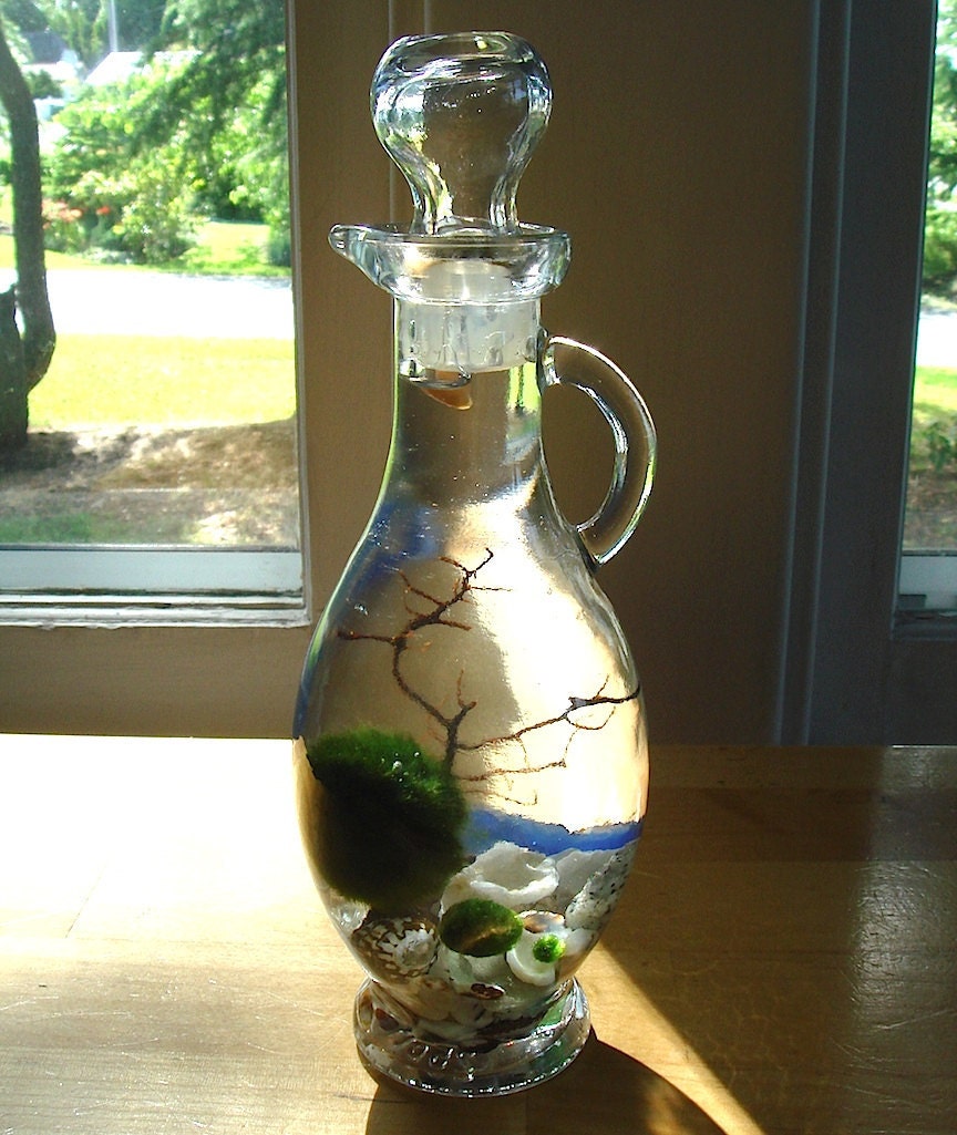 Marimo Ball Mini Cruet Terrarium