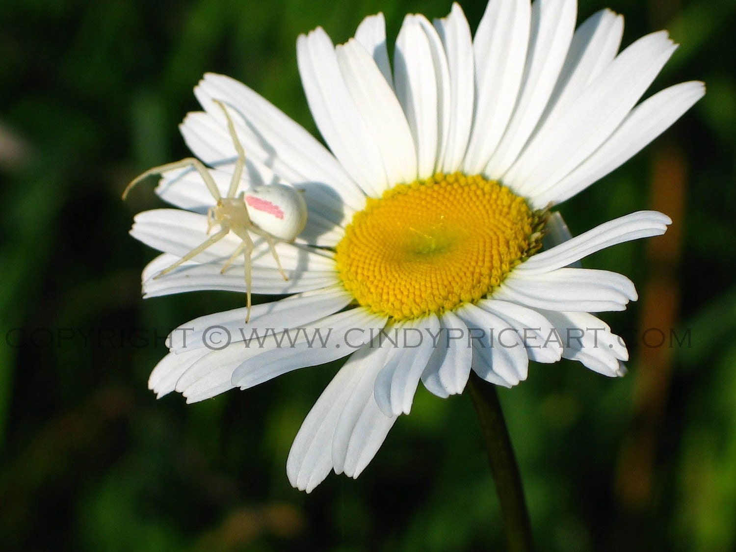 Daisy and Spider II - Nature photography by Cindy McMurray
