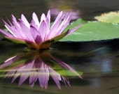 BALI FLORA - one 4 x 6 fine art photography print