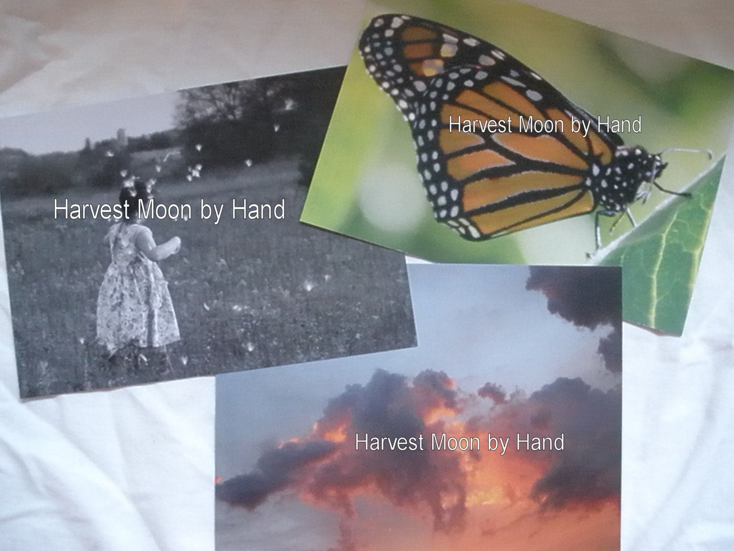 Set of 3 postcards featuring a Monarch Butterfly - Floating Milkweed - Colorful Clouds