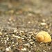 Moon Snail Seashell Photograph 8X10 Seashell Print...Beach Decor Print Natural Things Ocean Sea White Shell Swirl Gastropod Snail