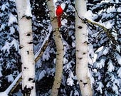 Winter Landscape,  Birch Trees, Bird, Red Cardinal, Landscape, Photograph, A Winter's Song, 8x10 archival Giclee print