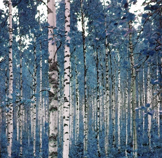 Birches in Blue