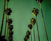 Green Palms . Lomo LCA Series  . 8x10 Print
