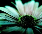 Modern Family . Black Daisy . 8x12 Print . Sale Sale Sale