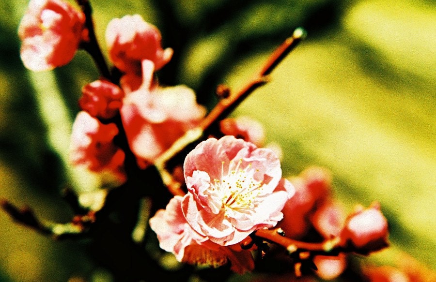Green Blossom . 8x12 Print . Sale Sale Sale