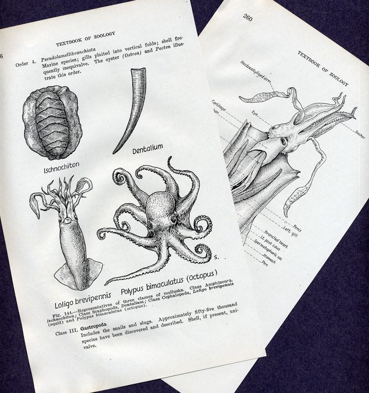 Octopus Scientific Drawing