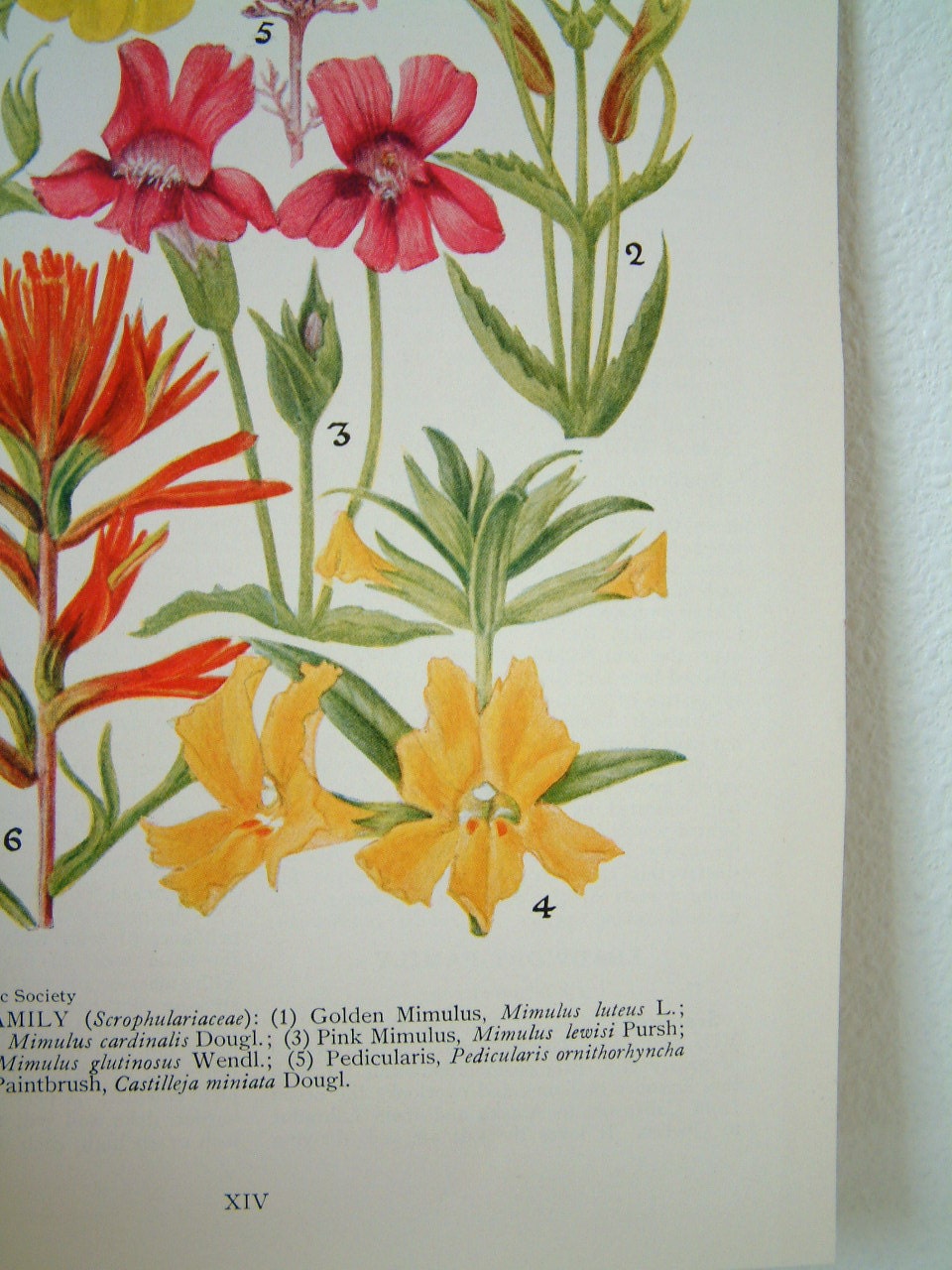 Vintage Wild Flower Print Book Plate