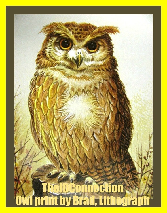 Vintage 1970's Owl Lithograph Print, by Brad, Hoot Owl, Owlet, Hooters, Owl in the wild woods, trees, Wise Owl nature artwork retro 70's