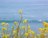 Yellow and Blue -  8x8 photogragh