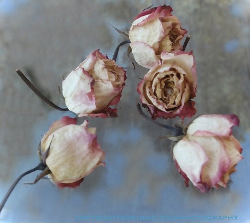 forgotten roses   5x5 photograph