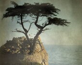 Cypress Tree -  5x5 photograph - vintage cypress, seascape, home decor