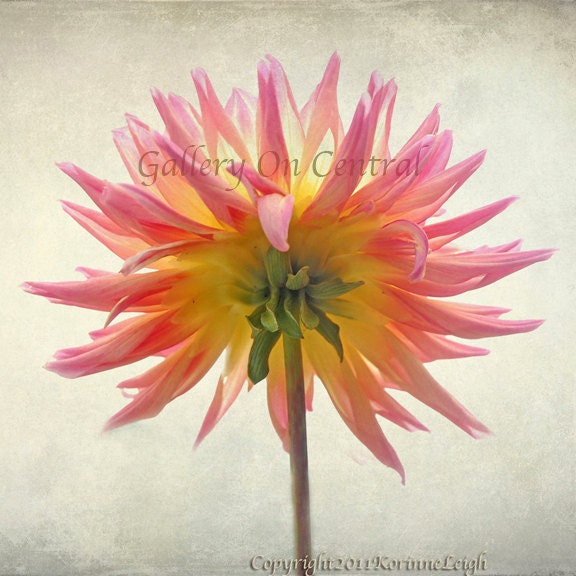Facing toward the Light -  24x24 photograph - flower, Dahlia, home decor, pink, flower