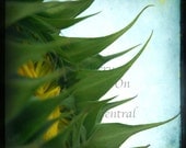 Reach to the sky - 5x5 photograph sunflower