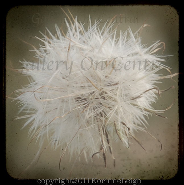 Barely - 5x5 original photograph