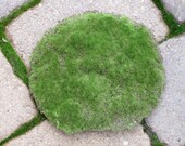 Artificial Moss for Miniature Gardens, Terrariums and Centerpieces and Crafting