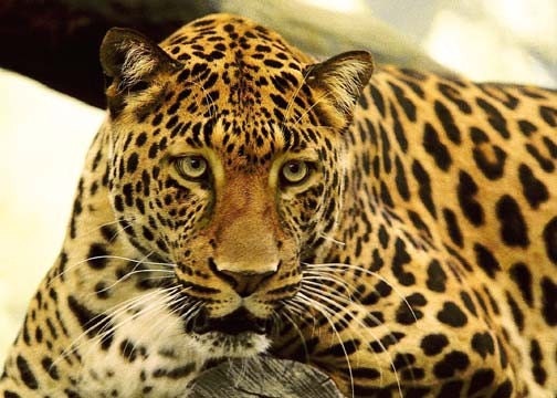 Wildlife Leopard Photography Nature Spotted Big Cat Feline Boys Room Home Decor 5 x 7 Fine Art Photograph Print