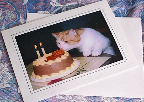 Birthday Cat  Greeting Note Card