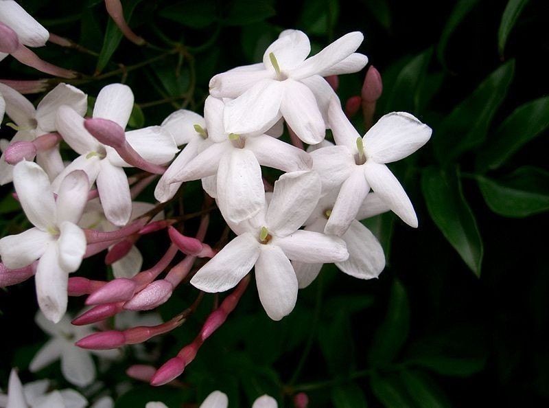 Honey Jasmine Organic Perfume -  All Natural Botanical Scent - As Mentioned in ReadyMade Magazine and Etsy Finds