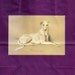 Greyhound Whippet Dog Vintage Drawing on Plum Gift Wrap Bag Size Medium with Tissue