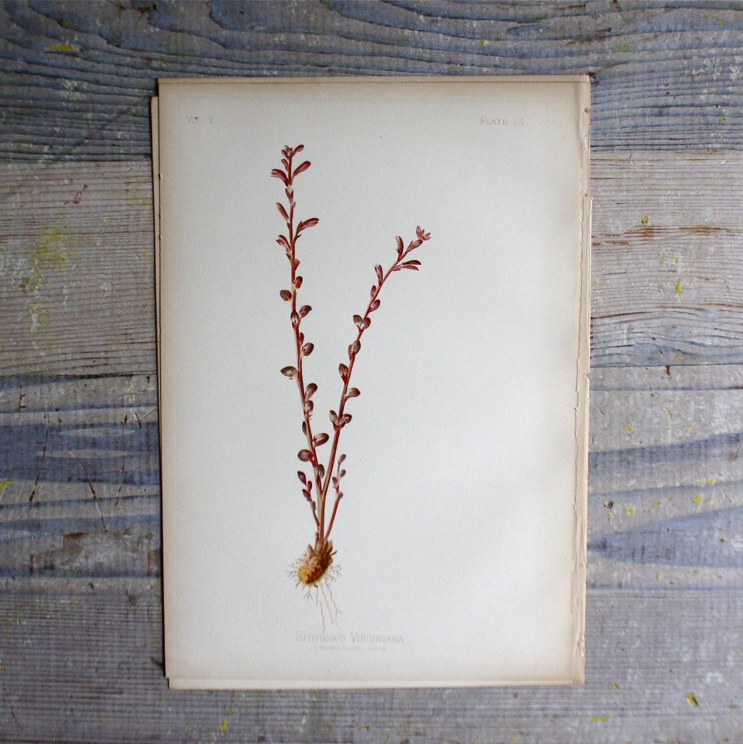 Antique Prang Botanical Print 1 OF 2