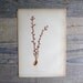 Antique Prang Botanical Print 1 OF 2