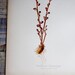 Antique Prang Botanical Print 1 OF 2