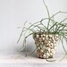 1920's Vintage Shell Planter