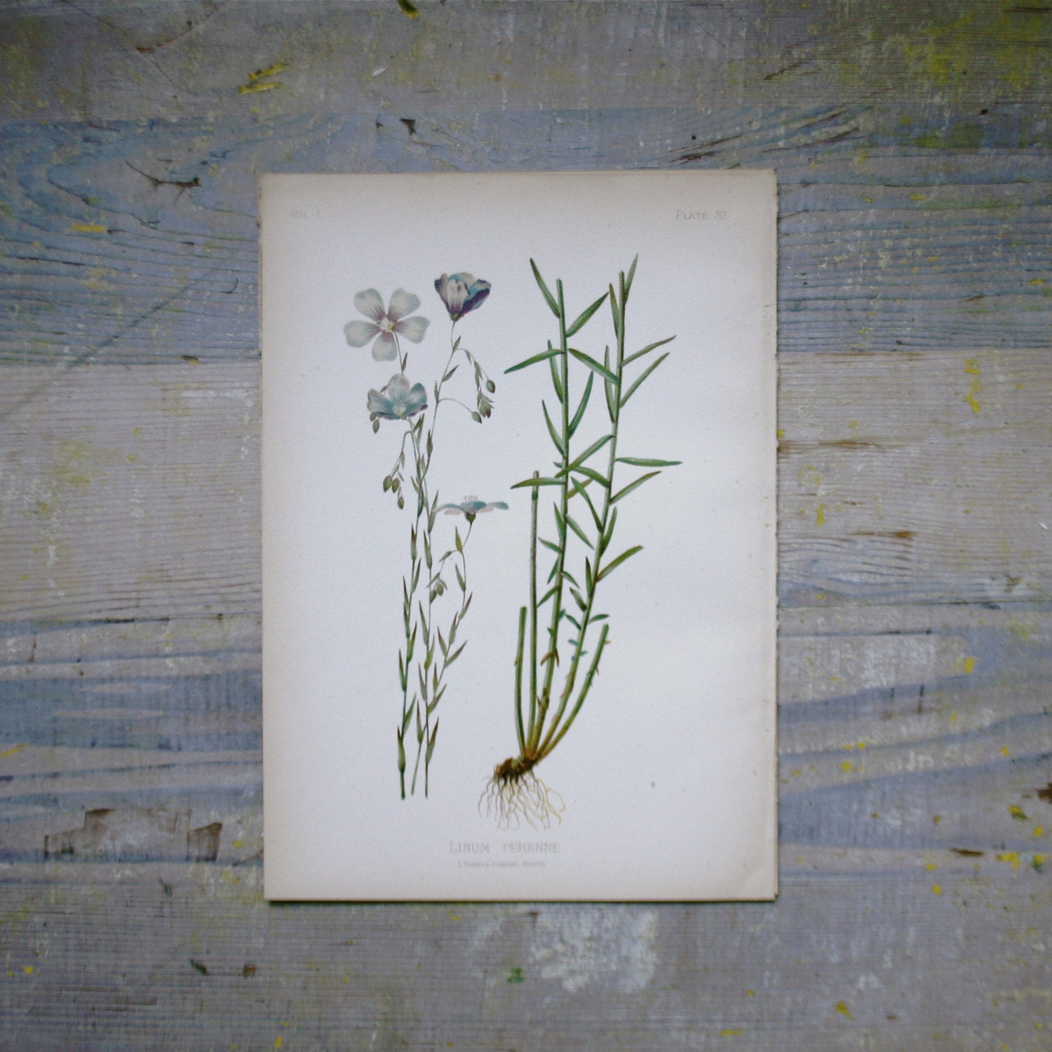 Perennial Flax...One of Six