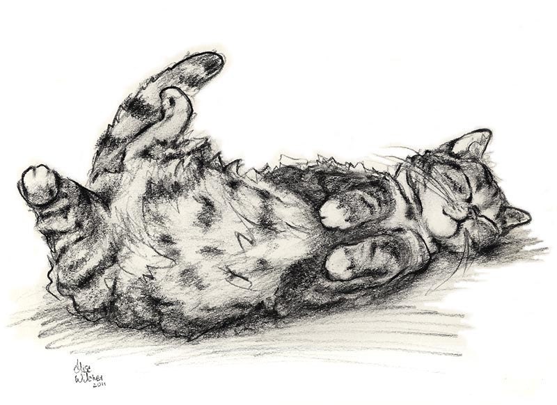 Cat Charcoal Print - Funny Cat - by Alisa Wilcher