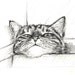 Charcoal Cat Drawing - Original Charcoal - Alisa Wilcher
