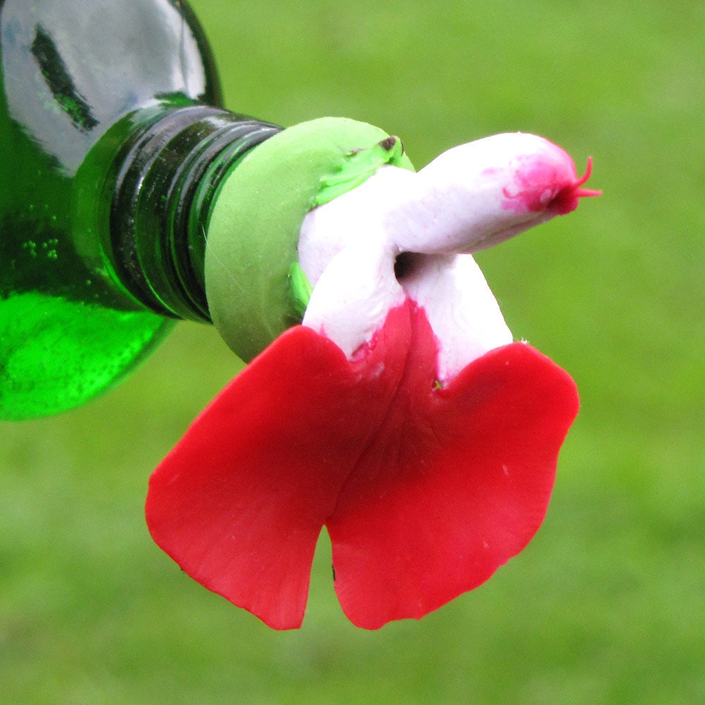 HUMMINGBIRD FEEDER--Salvia greggii 'Hot Lips'