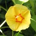 Hummingbird Seeds--Yellow Trumpet Morning Glory 'Pumpkin' (25 seeds)