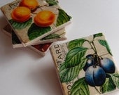 Coasters - Vintage Fruit & Postcard Script