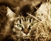 Maine Coon Cat Photography, Fine Art Photography, 5x7