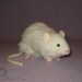 READY TO SHIP - Clearance White Rat Plushie