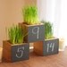Wheat Grass Planter Table Number for Weddings and Events in Clear Recycled Cedar