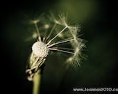 Blown Away- close up photograph of dandelion blown by wind, in deep green color, 5x7" (13x18cm)