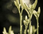 Youthful-  Calm and bright green flowers of lily -Fine Art Print- 8x12" (20x30cm)