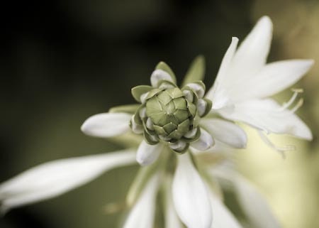 Ready to fly- print in pale green tones of opening spring flower, 5x7" (13x18cm) fine art print