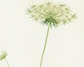 No 4 Long Grass series  soft green print on metallic paper, presenting Queen Annes Lace, 8x10" (20x25cm)