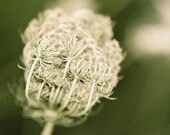 No 9 of Long Grass Series, soft green summer photographic print of queen annes lace wildflower - 8x10" (20x25cm) fine art print
