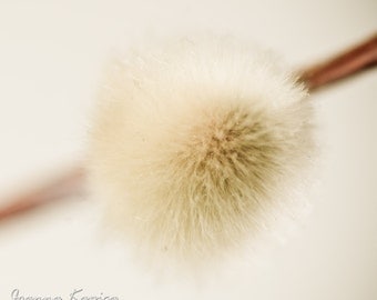 Soft colors of spring- ivory tones in photograph of willow catkin, pastel nursery art - 5x5" (13x13cm) size