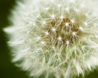 Dandelion 8x10" photographic print of white dandelion with bright green background, showing great details