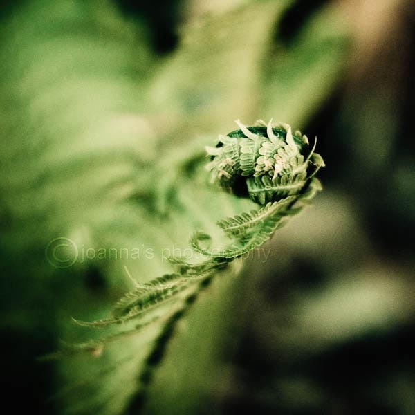 New Fern-bright green print of young leaf of fern, 8x8" (20x20cm) fine art print