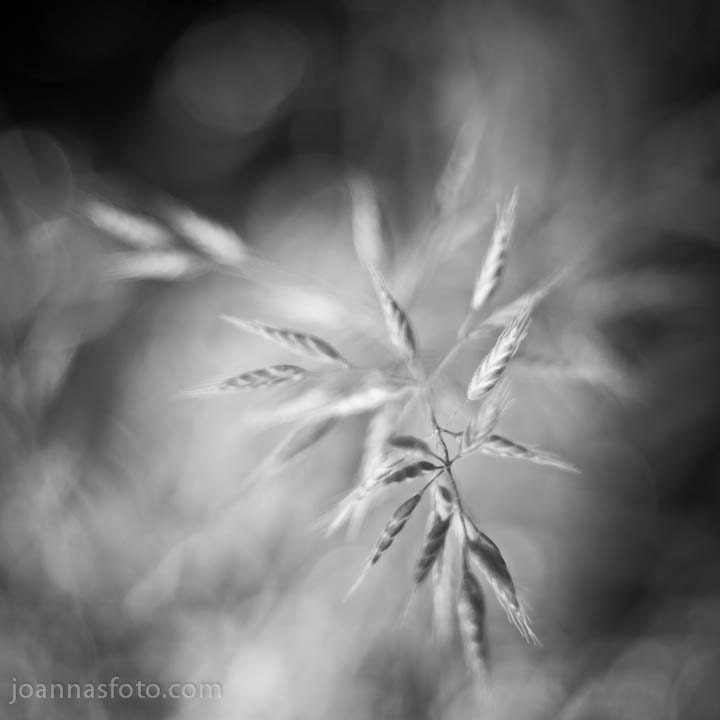Disperse- black and white print of soft spring grass, 8x8" (20x20cm)