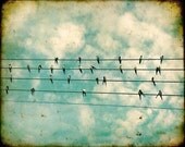 Nursery art nursery print bird photograph baby room wall art by bomobob bird on wire vintage Fine Art Bird Photography Print