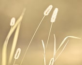 Fine art photography nature photography neutral decor wall art honey gold bokeh spring photography feminine earth tones