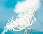 Summer flower cobalt blue aqua white summer decorating flower photography queen annes lace shabby chic - Up in the Air 8x8